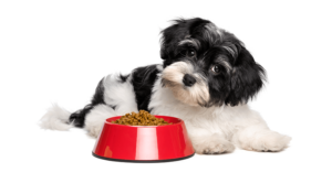 黑白相间的小狗侧着头，旁边是装满食物的塑料碗
