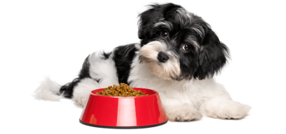 black and white small dog with head sideways next o full plastic food bowl