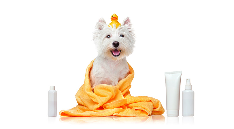 Guia de embalagens plásticas para produtos de cuidados com animais de estimação